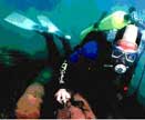 diving for timeless timber